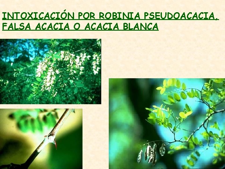 INTOXICACIÓN POR ROBINIA PSEUDOACACIA, FALSA ACACIA O ACACIA BLANCA 