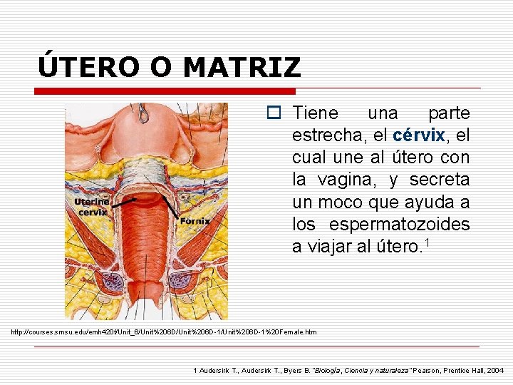 ÚTERO O MATRIZ o Tiene una parte estrecha, el cérvix, el cual une al