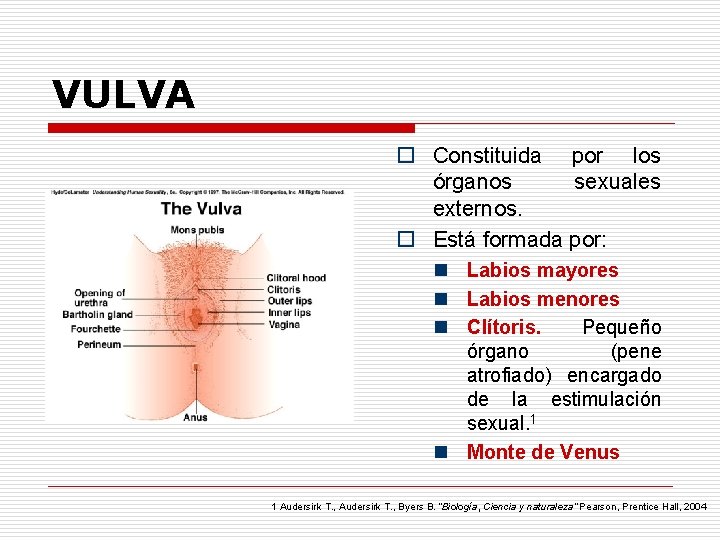 VULVA o Constituida por los órganos sexuales externos. o Está formada por: n Labios