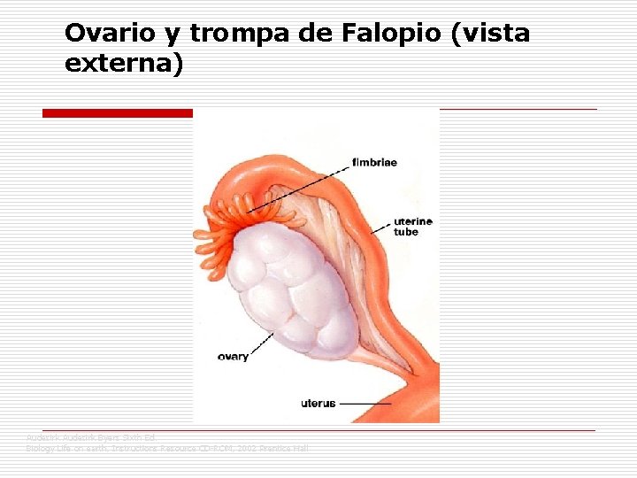 Ovario y trompa de Falopio (vista externa) Audesirk Byers Sixth Ed. Biology Life on