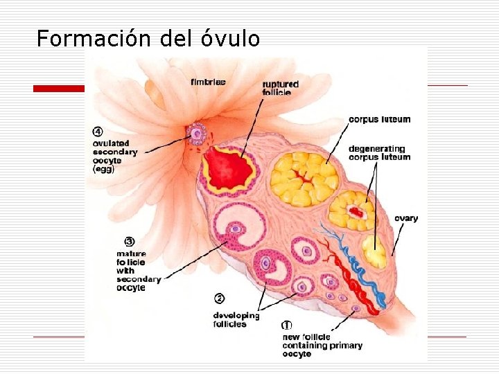 Formación del óvulo 