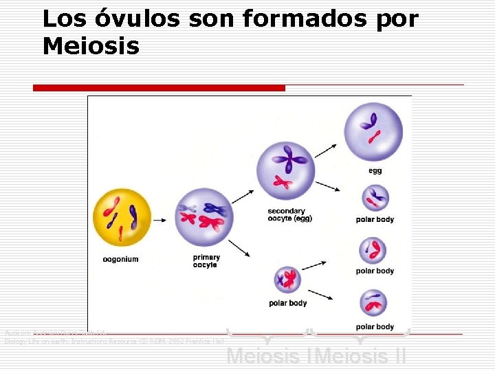 Los óvulos son formados por Meiosis Audesirk Byers Sixth Ed. Biology Life on earth,