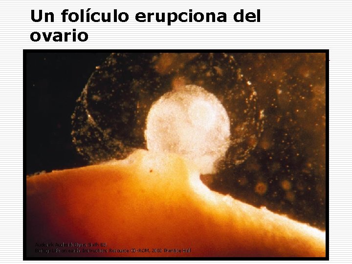 Un folículo erupciona del ovario Audesirk Byers Sixth Ed. Biology Life on earth, Instructions