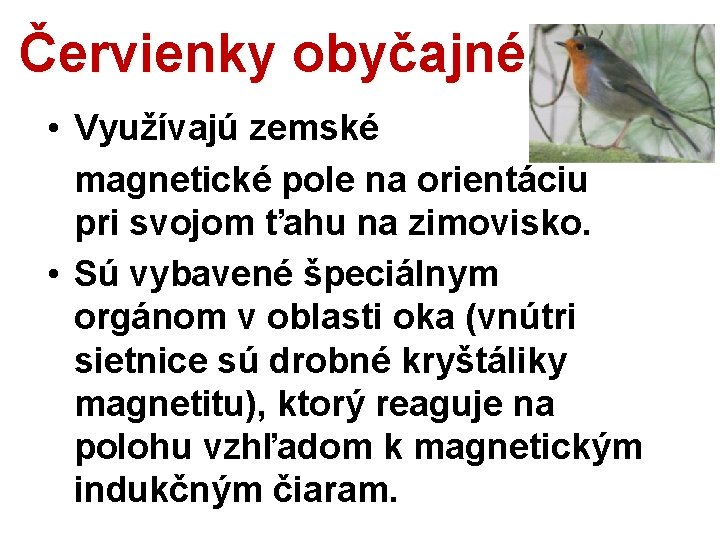 Červienky obyčajné • Využívajú zemské magnetické pole na orientáciu pri svojom ťahu na zimovisko.