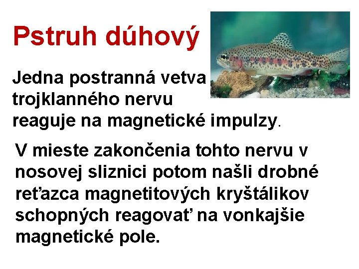 Pstruh dúhový Jedna postranná vetva trojklanného nervu reaguje na magnetické impulzy. V mieste zakončenia