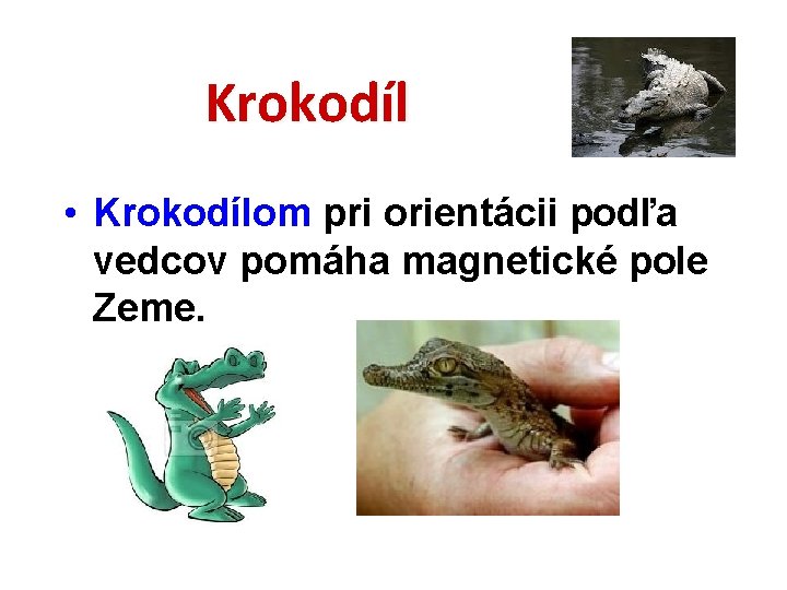 Krokodíl • Krokodílom pri orientácii podľa vedcov pomáha magnetické pole Zeme. 