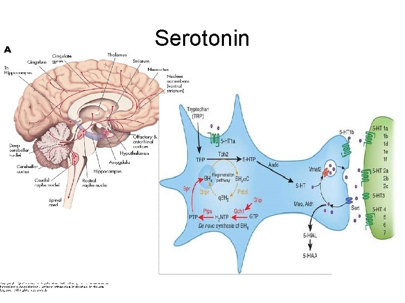 Serotonin 