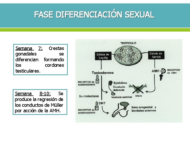 FASE DIFERENCIACIÓN SEXUAL Semana 7: Crestas gonadales se diferencian formando los cordones testiculares. Semana