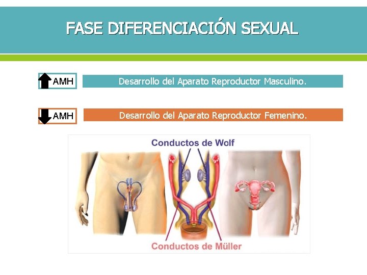 FASE DIFERENCIACIÓN SEXUAL AMH Desarrollo del Aparato Reproductor Masculino. AMH Desarrollo del Aparato Reproductor