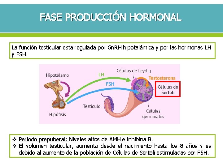 FASE PRODUCCIÓN HORMONAL La función testicular esta regulada por Gn. RH hipotalámica y por