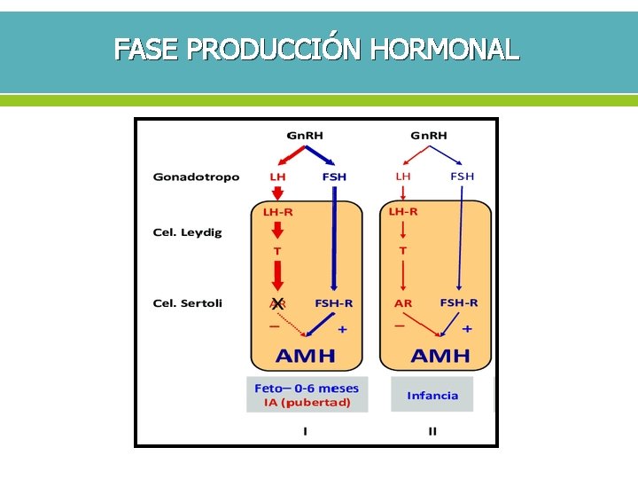 FASE PRODUCCIÓN HORMONAL 