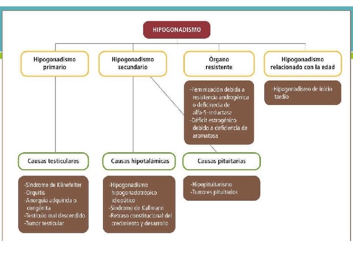 HIPOGONADISMO Disminución de la función testicular, de la producción hormonal de Células de Sertoli