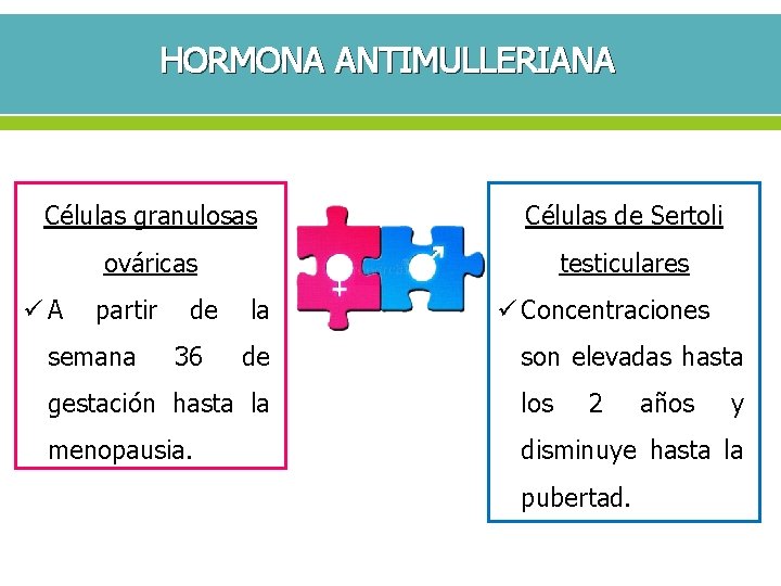 HORMONA ANTIMULLERIANA Células granulosas Células de Sertoli ováricas testiculares ü A partir de la