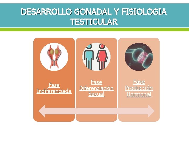 DESARROLLO GONADAL Y FISIOLOGIA TESTICULAR Fase Indiferenciada Fase Diferenciación Sexual Fase Producción Hormonal 