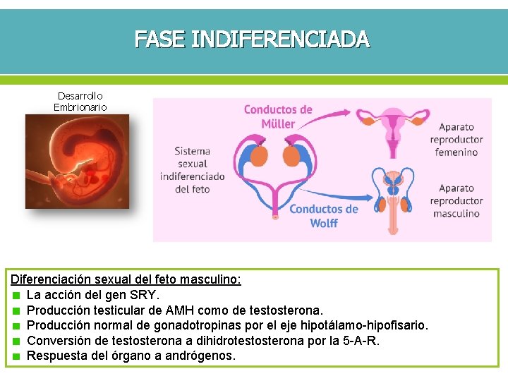 FASE INDIFERENCIADA Desarrollo Embrionario Diferenciación sexual del feto masculino: La acción del gen SRY.