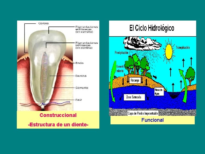Construccional -Estructura de un diente- Funcional 