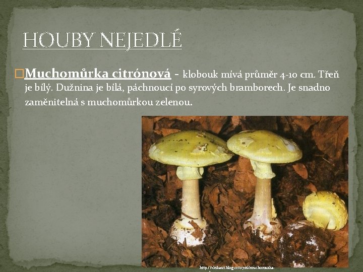 HOUBY NEJEDLÉ �Muchomůrka citrónová - klobouk mívá průměr 4 -10 cm. Třeň je bílý.