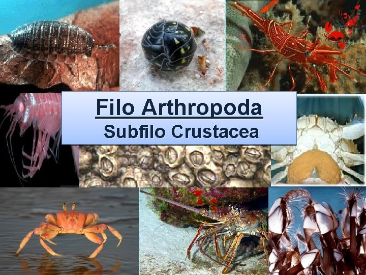 Filo Arthropoda Subfilo Crustacea 