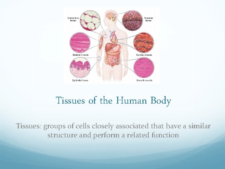 Tissues of the Human Body Tissues: groups of cells closely associated that have a