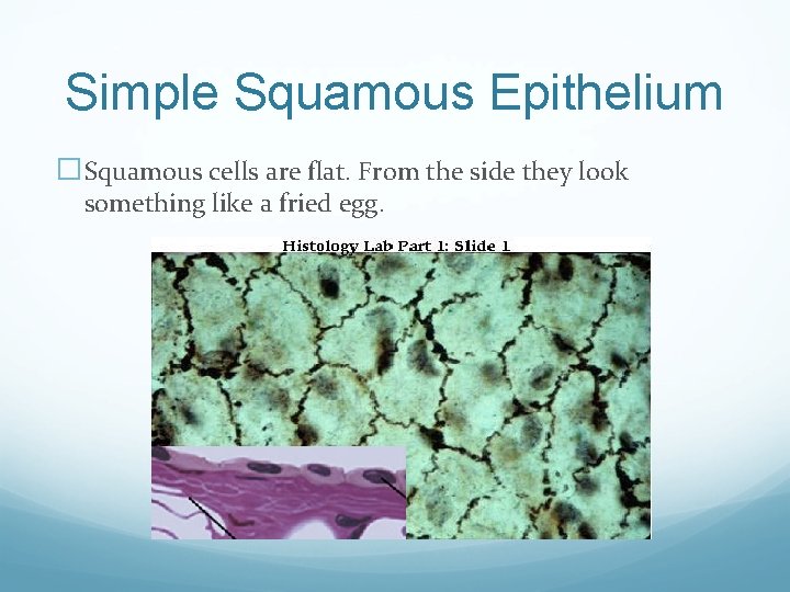 Simple Squamous Epithelium �Squamous cells are flat. From the side they look something like