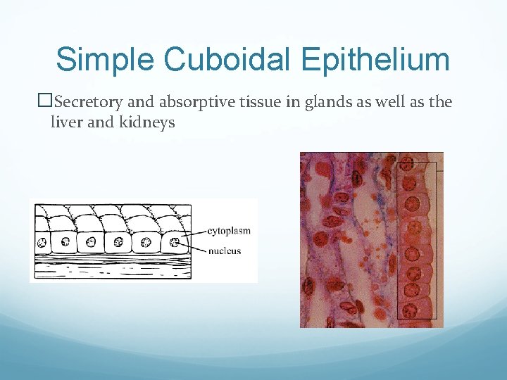 Simple Cuboidal Epithelium �Secretory and absorptive tissue in glands as well as the liver
