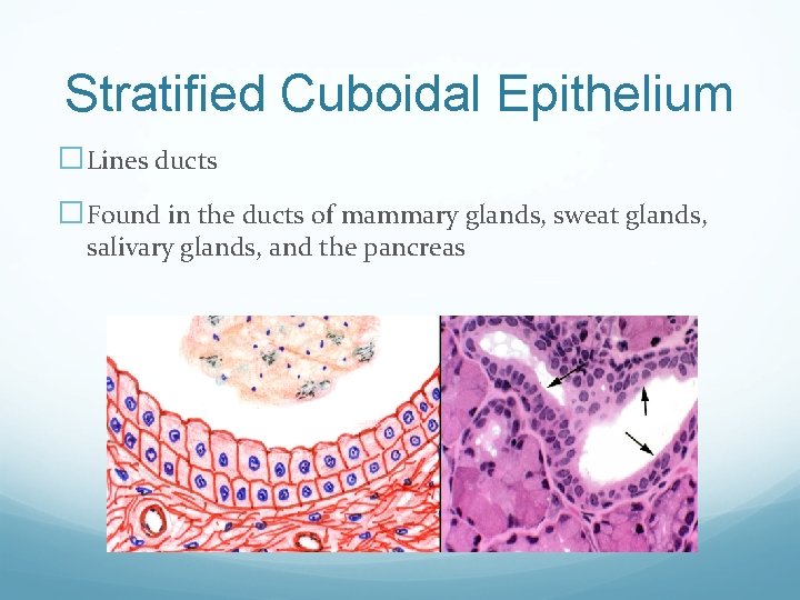 Stratified Cuboidal Epithelium �Lines ducts �Found in the ducts of mammary glands, sweat glands,