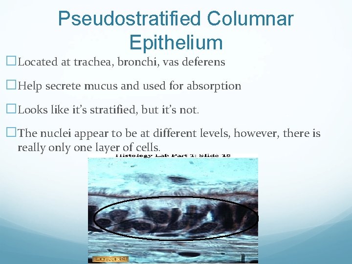 Pseudostratified Columnar Epithelium �Located at trachea, bronchi, vas deferens �Help secrete mucus and used