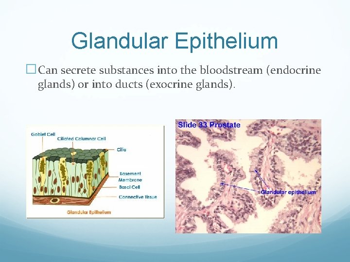 Glandular Epithelium �Can secrete substances into the bloodstream (endocrine glands) or into ducts (exocrine
