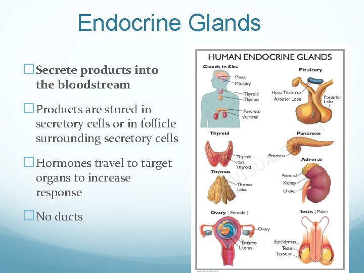 Endocrine Glands �Secrete products into the bloodstream �Products are stored in secretory cells or