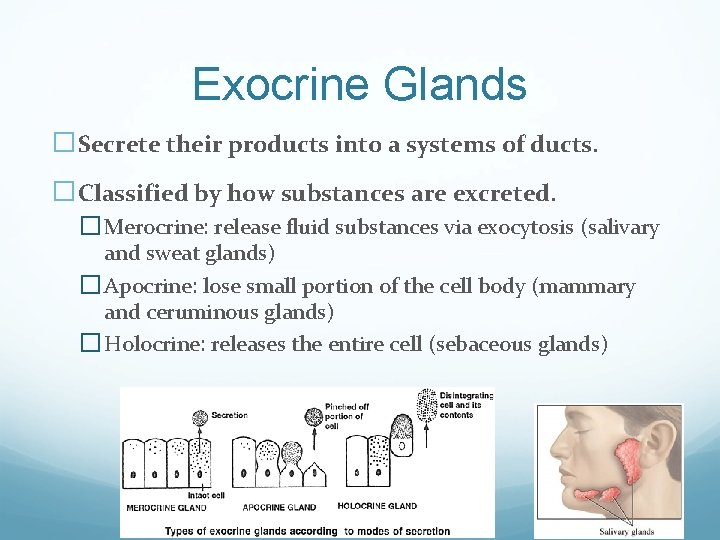 Exocrine Glands �Secrete their products into a systems of ducts. �Classified by how substances