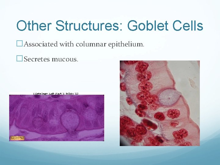 Other Structures: Goblet Cells �Associated with columnar epithelium. �Secretes mucous. 