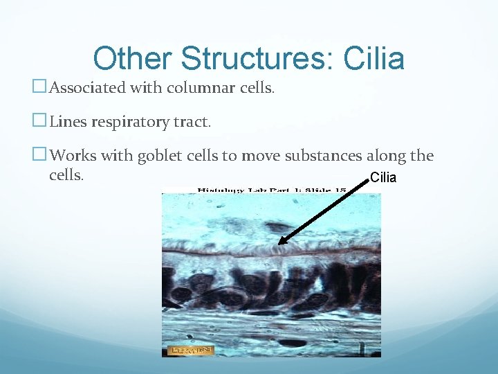 Other Structures: Cilia �Associated with columnar cells. �Lines respiratory tract. �Works with goblet cells