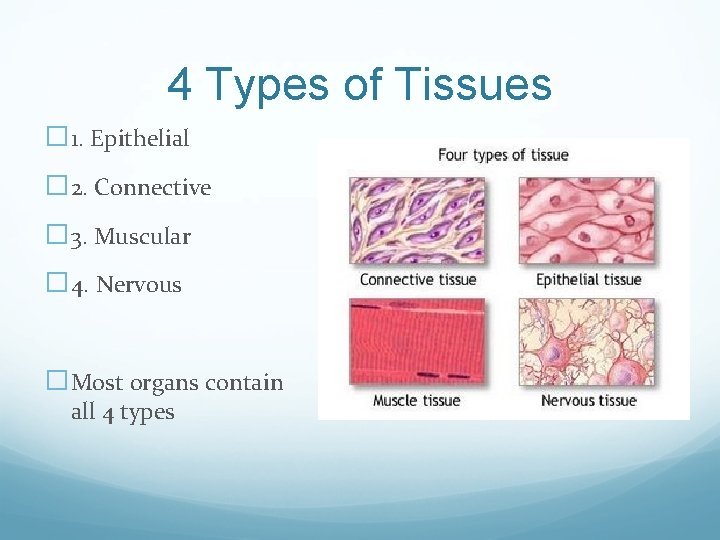4 Types of Tissues � 1. Epithelial � 2. Connective � 3. Muscular �