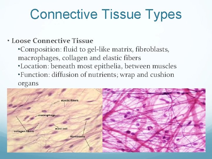 Connective Tissue Types • Loose Connective Tissue • Composition: fluid to gel-like matrix, fibroblasts,