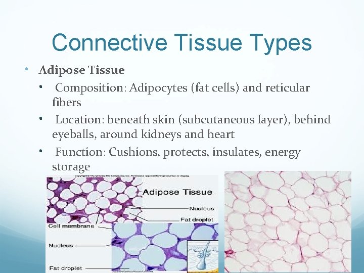 Connective Tissue Types • Adipose Tissue • Composition: Adipocytes (fat cells) and reticular fibers