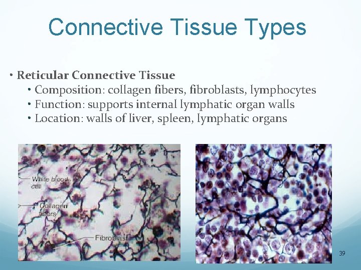 Connective Tissue Types • Reticular Connective Tissue • Composition: collagen fibers, fibroblasts, lymphocytes •