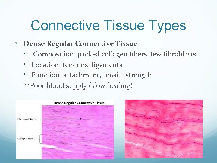 Connective Tissue Types • Dense Regular Connective Tissue • Composition: packed collagen fibers, few