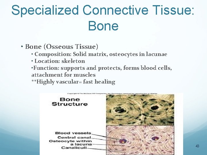 Specialized Connective Tissue: Bone • Bone (Osseous Tissue) • Composition: Solid matrix, osteocytes in