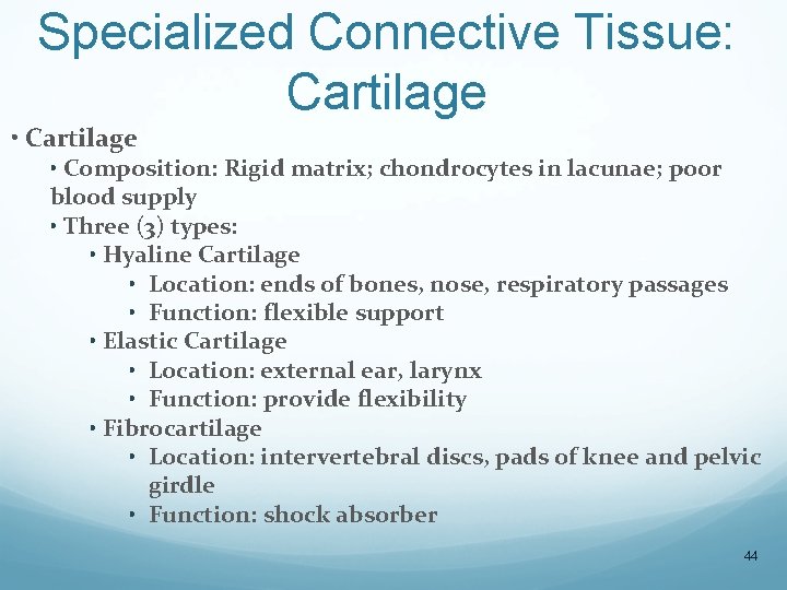 Specialized Connective Tissue: Cartilage • Cartilage • Composition: Rigid matrix; chondrocytes in lacunae; poor