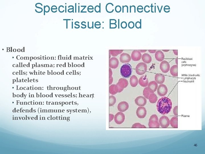 Specialized Connective Tissue: Blood • Blood • Composition: fluid matrix called plasma; red blood