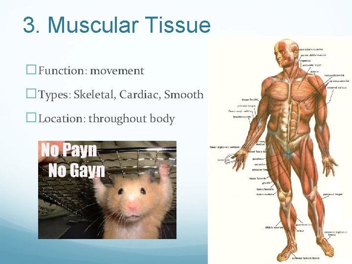 3. Muscular Tissue �Function: movement �Types: Skeletal, Cardiac, Smooth �Location: throughout body 