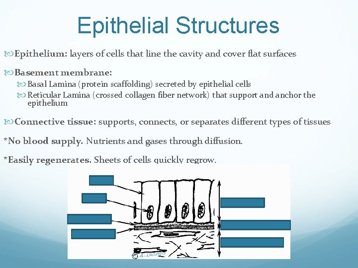 Epithelial Structures Epithelium: layers of cells that line the cavity and cover flat surfaces