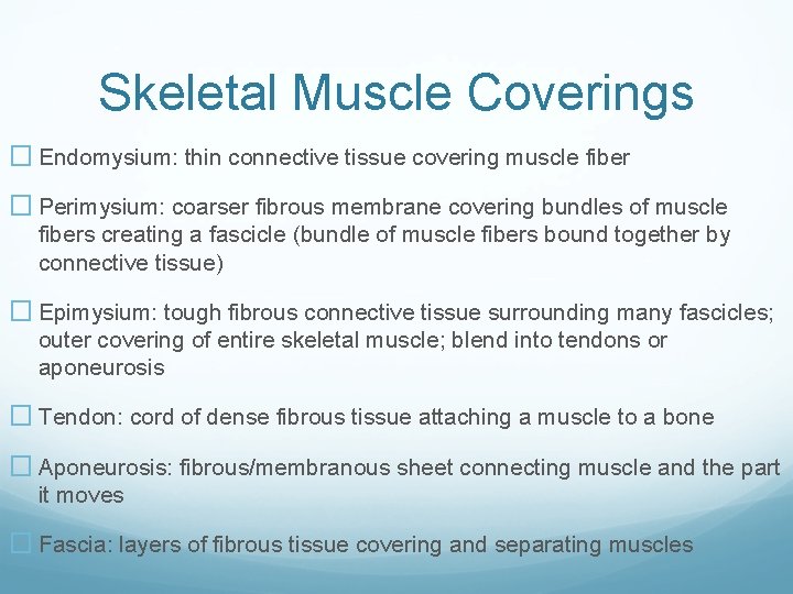 Skeletal Muscle Coverings � Endomysium: thin connective tissue covering muscle fiber � Perimysium: coarser