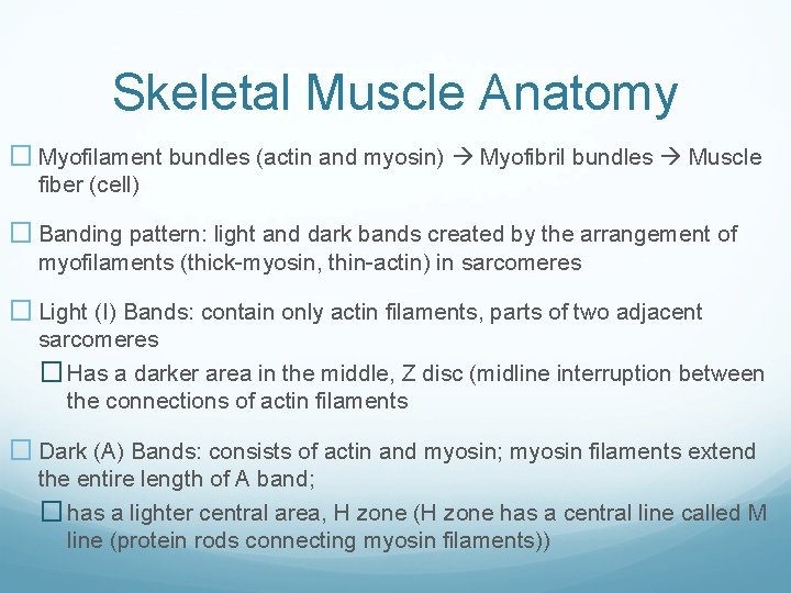 Skeletal Muscle Anatomy � Myofilament bundles (actin and myosin) Myofibril bundles Muscle fiber (cell)