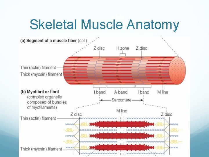 Skeletal Muscle Anatomy 