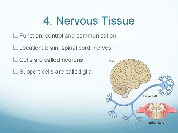 4. Nervous Tissue �Function: control and communication �Location: brain, spinal cord, nerves �Cells are