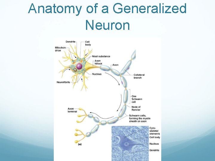Anatomy of a Generalized Neuron 