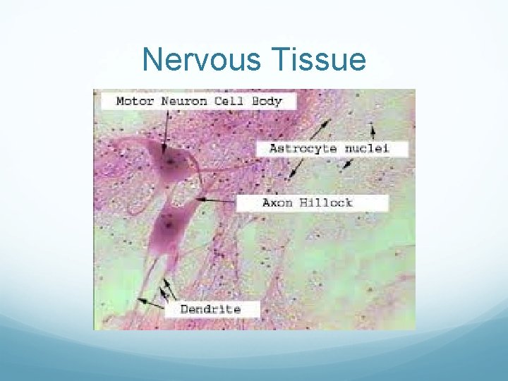 Nervous Tissue 