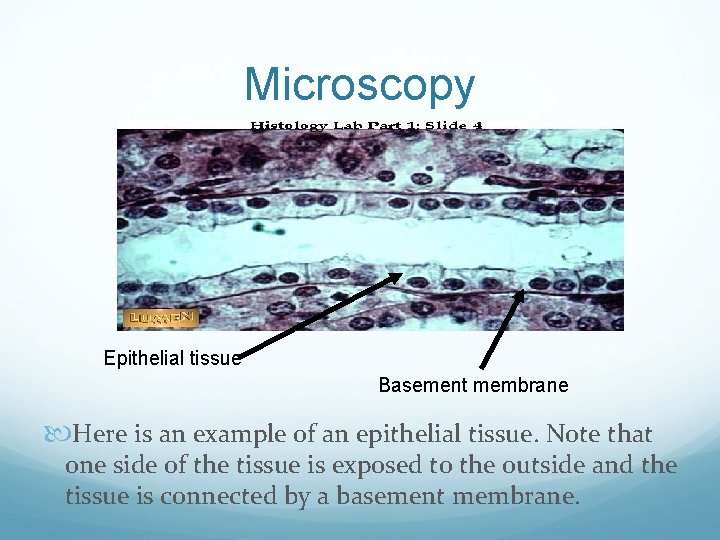 Microscopy Epithelial tissue Basement membrane Here is an example of an epithelial tissue. Note