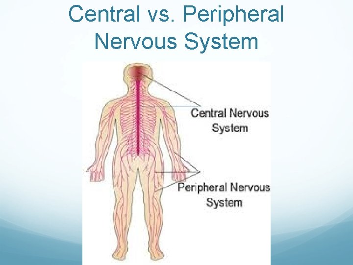 Central vs. Peripheral Nervous System 